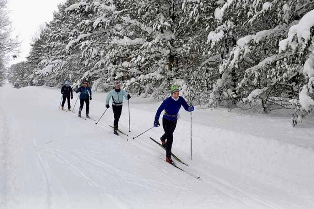 Four people cross-country skiing on a snowy path surrounded by trees.