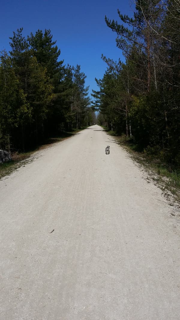 Georgian trail with dog running