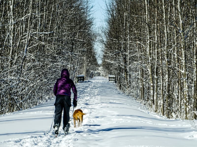 Snowy Georgian Trail showing a person skijoring with their dog