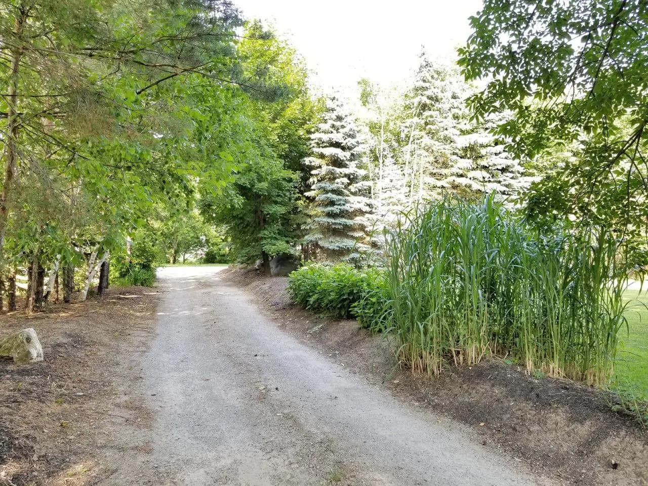 Green trees and grass lined winding driveway
